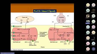 Ventilation and perfusion balance by Prof Ahmed Elgendy [upl. by Nosrettap285]