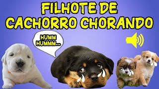 Som de Filhote de Cachorro Chorando  Ouça e Veja Filhotinhos de Cachorro Chorando Crying Puppy [upl. by Lokim]