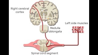 Muscle Part 3  Primary Motor Cortex Pathway How the Brain Activates Skeletal Muscle Fibers [upl. by Asaeret]