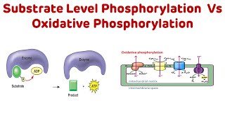 Substrate Level Phosphorylation vs Oxidative Phosphorylation neetpg nextpg [upl. by Enier]