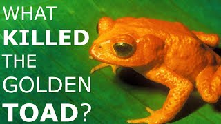 The Mysterious Extinction of the Golden Toad [upl. by Sinylg590]