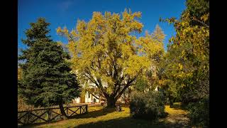 Il foliage dei Ginkgo Biloba di Villa Gandini [upl. by Olethea]