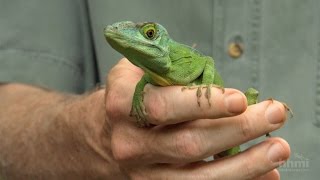 The Phylogenetic Tree of Anole Lizards — HHMI BioInteractive Video [upl. by Jessalin]