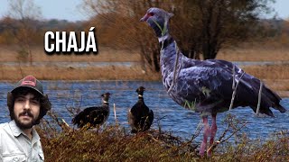 Chajá 4K Chauna torquata Tachã Inhuma poca Anhumapoca Anhumadopantanal Tarrã Anhupoca [upl. by Sanderson]