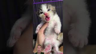 kitten born funny baby kitty anak kucing lucu cute kitten cat catmantoo funny shorts [upl. by Bel]