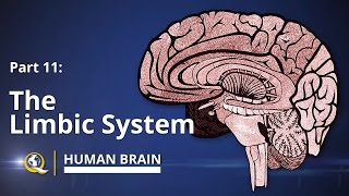 Limbic System  Human Brain Series  Part 11 [upl. by Ecirahc]