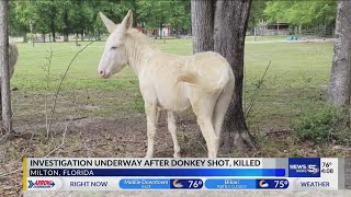 Investigation underway after donkey shot killed [upl. by Orimlede]