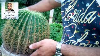 عمة القاضى صبار جميل طرق تكاثر ورعاية Echinocactus grusonii حلقة 73 [upl. by Ofori]