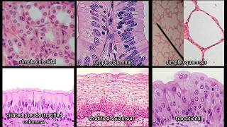 Identifying Epithelium  Review and Practice Questions [upl. by Moscow794]