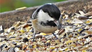 Pippins Daily Walks Searching for Fungi in Mere Sands Wood Nature Reserve [upl. by Yhtrod]