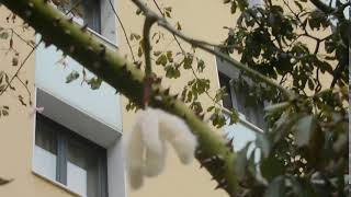 Unusual Seed Cases of Ceiba speciosa or C insignis  Malaga 31 ‎January ‎2019 ‏‎1309 DSCN9049 [upl. by Larkins]