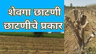 शेवगा छाटणी व छाटणी चे प्रकार [upl. by Idnic968]