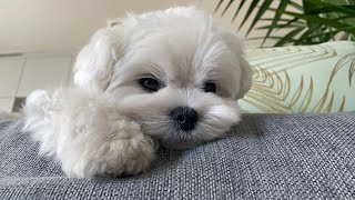 NEVER BUY A MALTESE DOG [upl. by Ativ911]