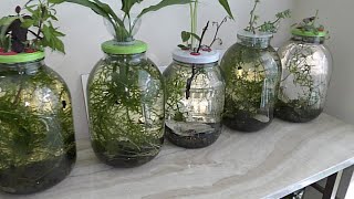 Elodea Self Sustainable Aquarium Study [upl. by Henley953]