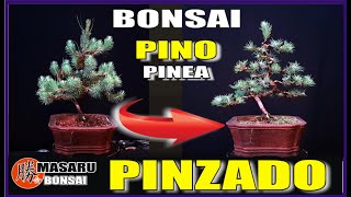 ⚠ BONSAI de PINO PINEA⚠ ✔ALAMBRADO✔ PODA Y DISEÑO [upl. by Tiffani]