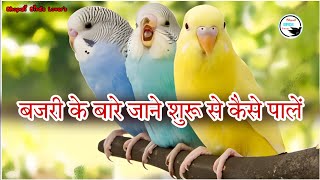 bajri tote 🐦 🕊️ palna sikhenशुरुवात से जाने क्या करना है🤩🐣 [upl. by Sifan]