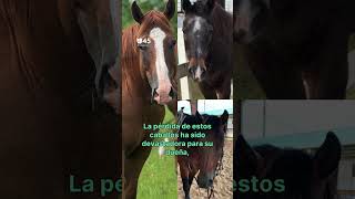 Denuncian el quotdevastadorquot robo de tres caballos en Katy [upl. by Grimes]