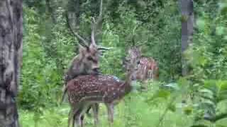 Indian Wildlife  Chital mating [upl. by Bev]