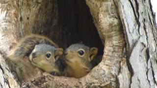 Squirrel Spins Off of Bird Feeder [upl. by Lavelle]