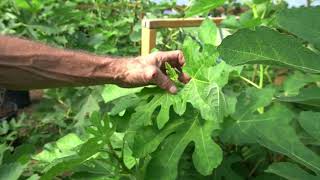 How i treat my splotchy color fig leafs [upl. by Yerkovich372]