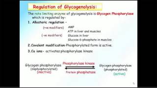 Biochemistry Lecture 9  Regulation of glycogen metabolism [upl. by Inanaup]