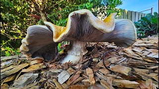 Wine cap mushrooms  king stropharia Stropharia rugosoannulata or garden giants 30 September 2023 [upl. by Suiratnod]