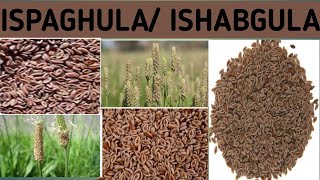 ISPAGHULA ISHABGULA Plantago ovata [upl. by Adnirol]