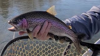 Yakima River Fly Fishing ReportMarch 15th 2024Worley Bugger Fly Co [upl. by Adnilrem]