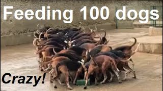 What happens when you feed 100 dogs at the same time Cheverny hounds [upl. by Ferino789]