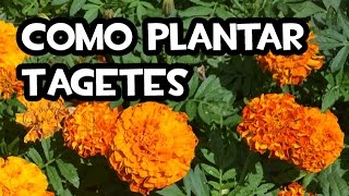 Como plantar Tagetes  Huerto Ecologico [upl. by Ahsocin357]