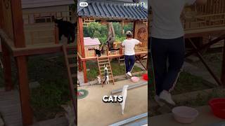 Best Homemade Cat Food IN THE WORLD ❤️catshorts cat catlover [upl. by Ennasil]