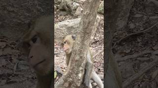 Poor Monkey as sleepy 🐒 monkey monkeylove naturalwildlife naturemonkey shortvideo [upl. by Nelleus837]