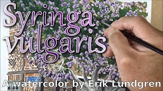 Syringa vulgaris [upl. by Llennod998]