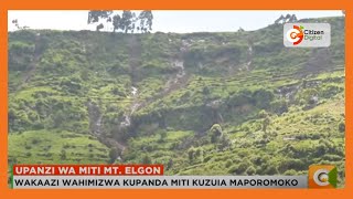 Upanzi wa miti Mlima Elgon [upl. by Still]