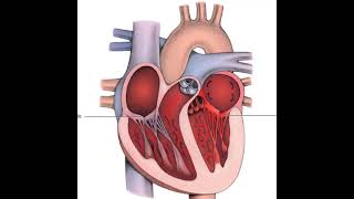 RUIDOS CARDIACOS NORMALES O BASICOS S1 YS2  R1Y R2 NORMALES [upl. by Ysiad]