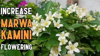 Orange Jasmine Murraya paniculata Flowers  How to increase MarwaKamini Flowering [upl. by Montagna]