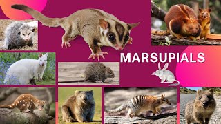 List Of Marsupials Animal Name  Suma English Vocabulary  Marsupial Mammals [upl. by Tsenrae]