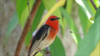 Scarlet Honeyeater sings at Durranbah Bush Retreat [upl. by Masera]