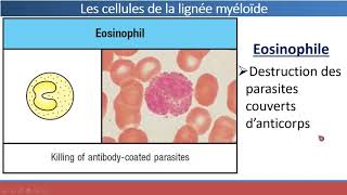 Organes et Cellules du Système Immunitaire [upl. by Antsirhc]