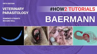 Baerman Technique  Veterinary Parasitology Textbook  OtrantoWall  2023 [upl. by Roz]