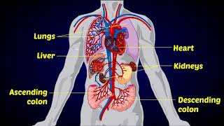 Human Heart Circulatory System  Circulation [upl. by Aikemaj]