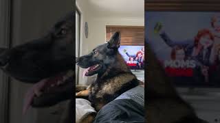 Police dog reacts to shopping list Shorts [upl. by Betteann]