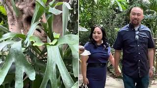 Hmong Song  Tus Kuv Nco by Kace Vang  Mr amp Mrs Poua Pheng Thao Hmoob Couple Tropical Walking [upl. by Femmine]