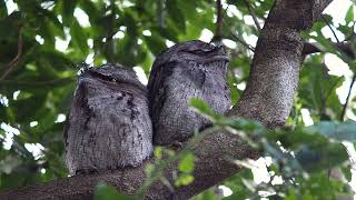 Tawny Frogmouths shapeshifting and yawning and glaring [upl. by Girard]