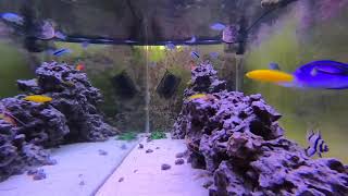 Relaxing Saltwater Reef Aquarium Alastrea Exploring Sunrise [upl. by Emlyn]