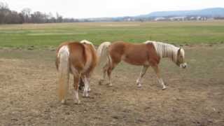 Haflinger Horses in Tiefenort Germany HD [upl. by Sara-Ann]