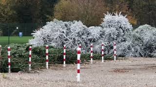 Europa Park Weihnachts bäume werden weiß lackiert für den Park update 6112018 [upl. by Audrit]