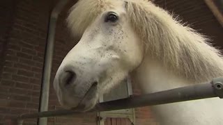 Zu Besuch bei den Islandpferden auf Hof „Vindhólar“ in Stapelfeld [upl. by Fevre]