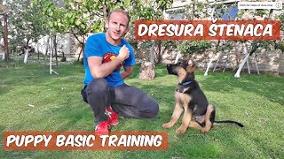 Dresura štenca njemačkog ovčara  German shepherd puppy training [upl. by Klaus]