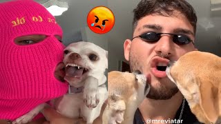 🔥The most Angry and Funny Chihuahua Compilation 3 😡 Of TikTok [upl. by Essenaj]